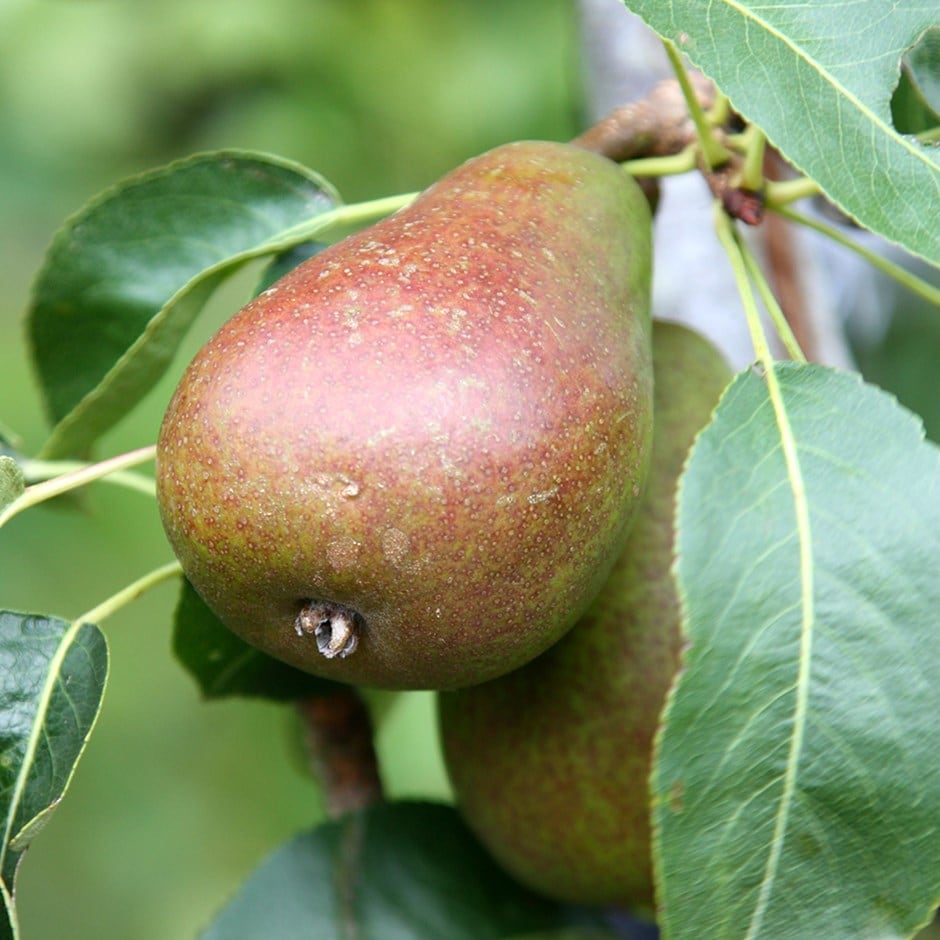 pear 'Louise Bonne of Jersey'