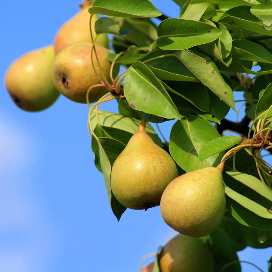 pear 'Merton Pride'