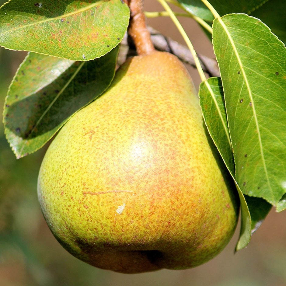 pear 'Petite Poire'
