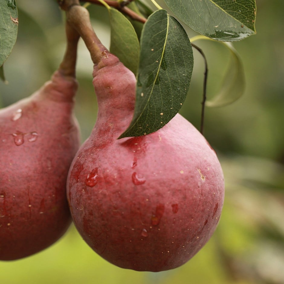 pear 'Red Sensation Bartlett'