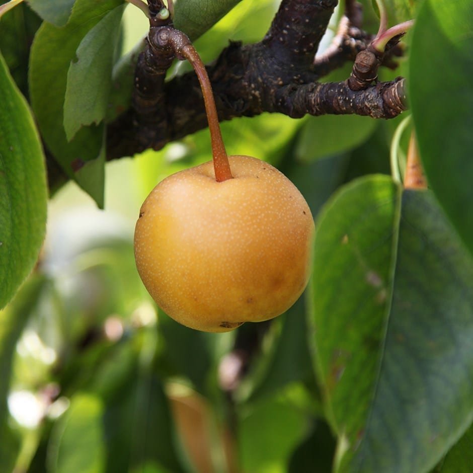 Asian pear 'Kumoi'