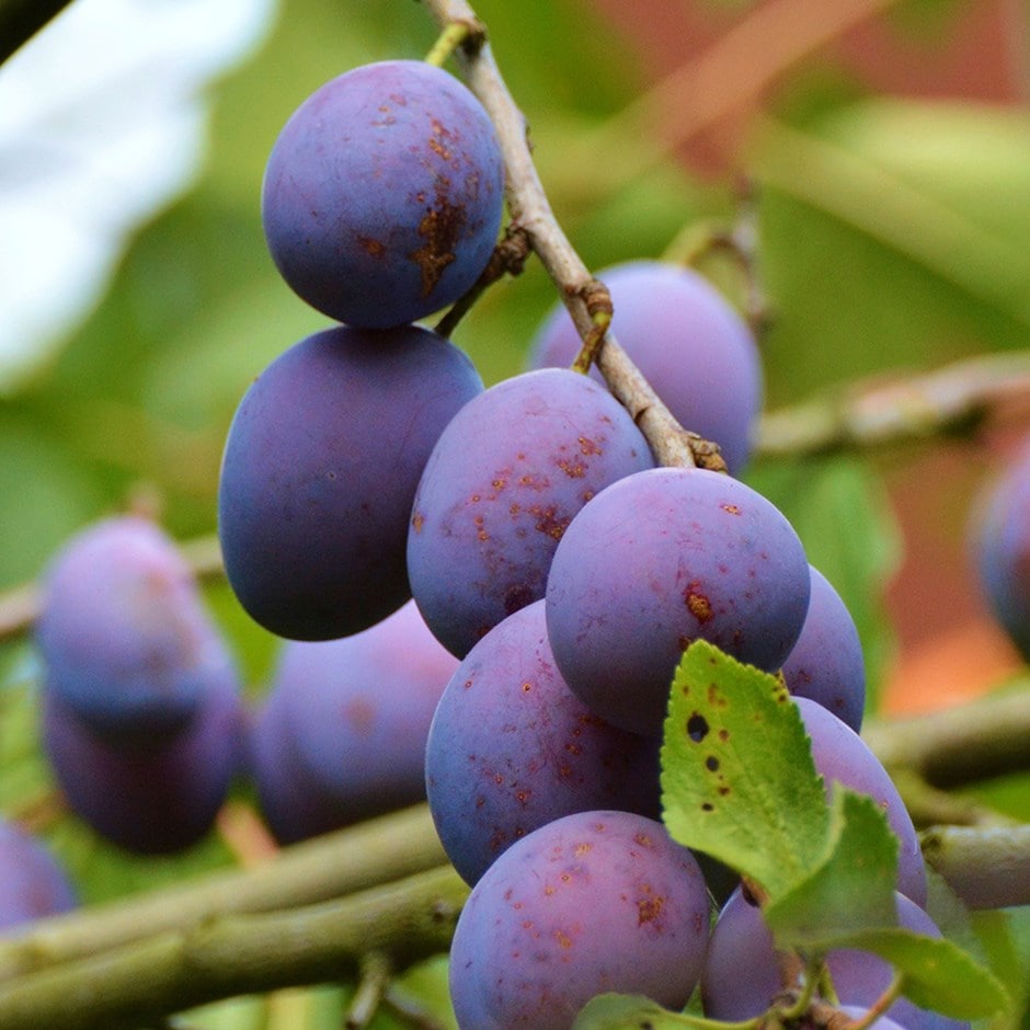 plum 'Rivers' Early Prolific'