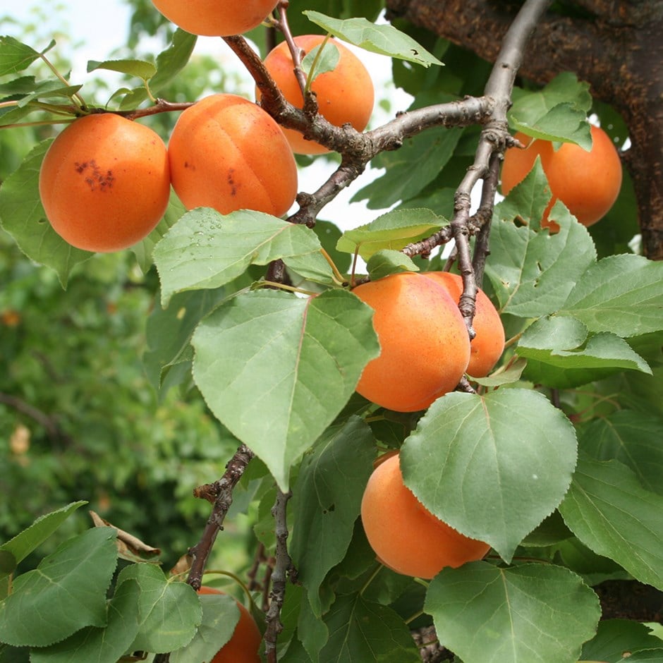 apricot 'Alfred'
