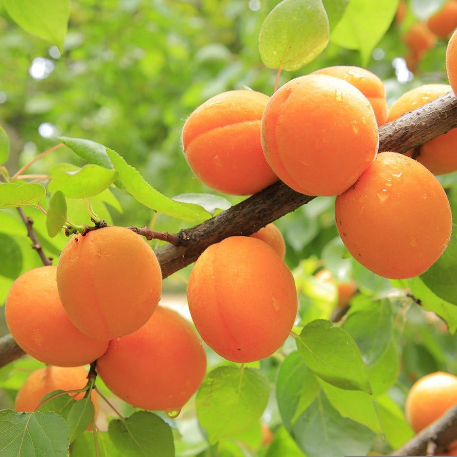 apricot 'Early Moorpark'