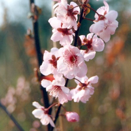 Prunus × blireana