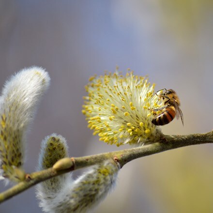 Salix matsudana Tortuosa Aureopendula