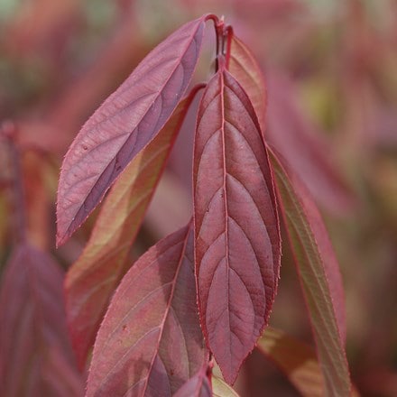 Itea virginica Henry's Garnet