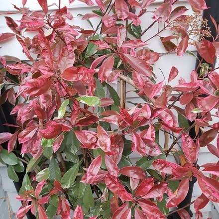 Photinia × fraseri Louise ('Mclarlou') (PBR)