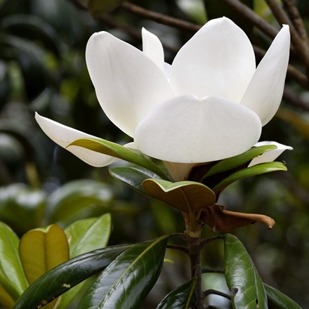 <i>Magnolia grandiflora</i> 'Little Gem'