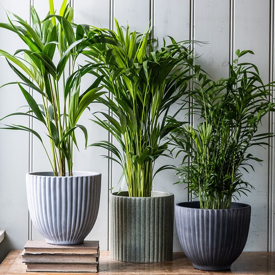Indoor palm collection