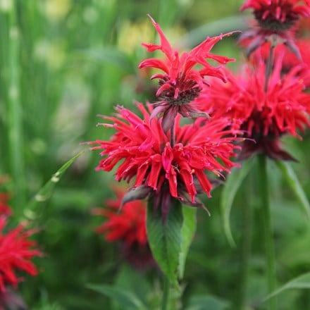 Monarda Cambridge Scarlet