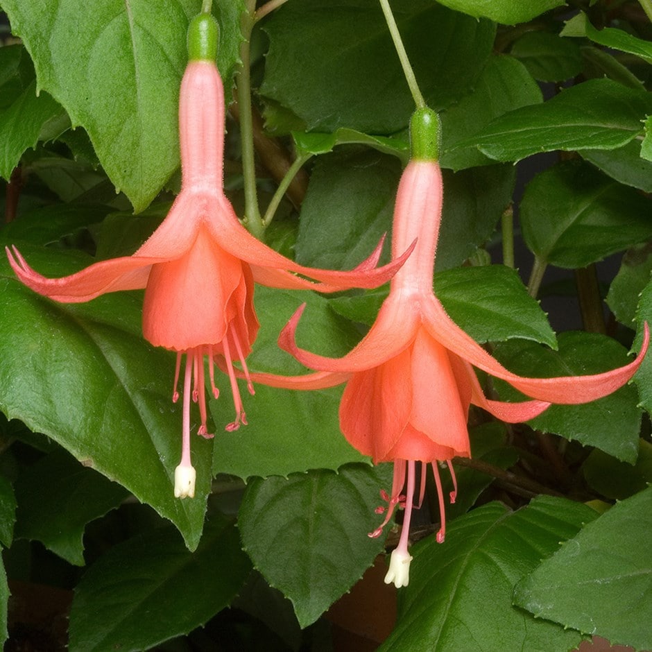 <i>Fuchsia</i> 'Patricia Hodge' (Buds of May Series)