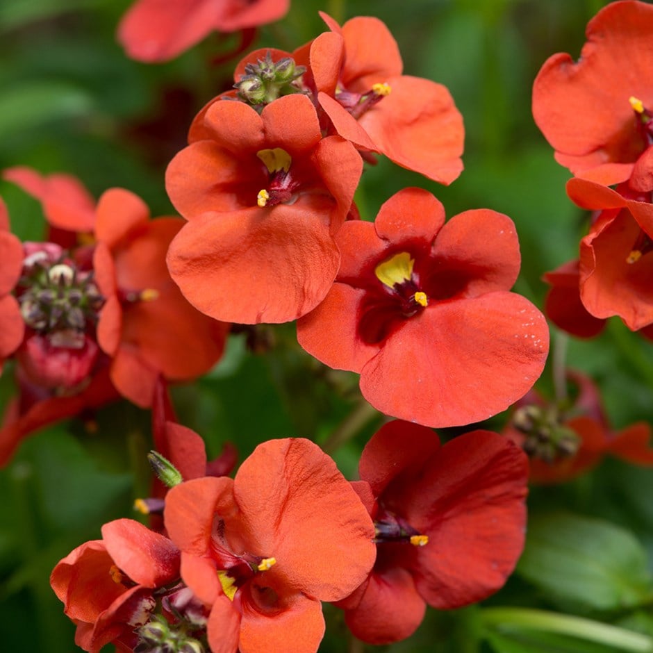 <i>Diascia</i> 'Diamond Dark Orange'