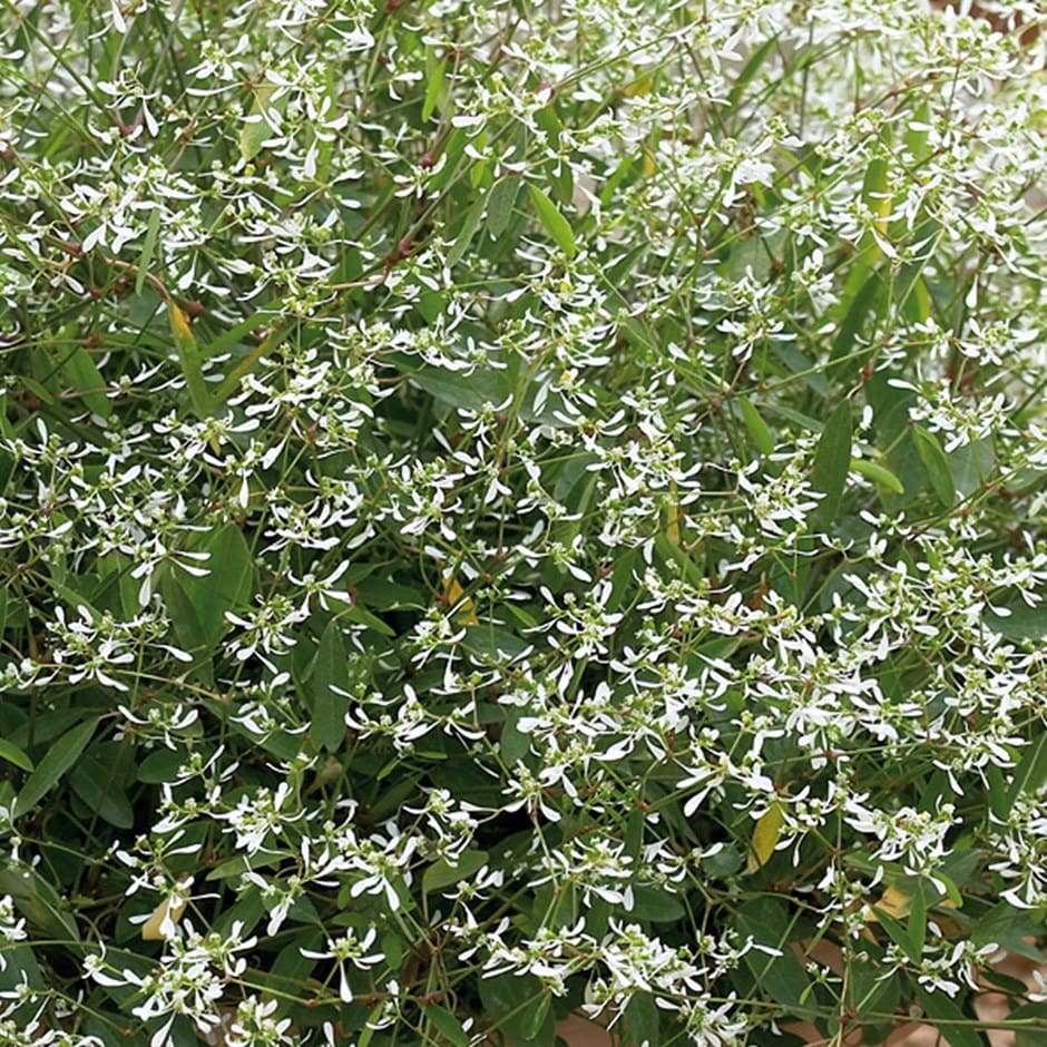 <i>Euphorbia</i> 'Silver Fog White Improved'