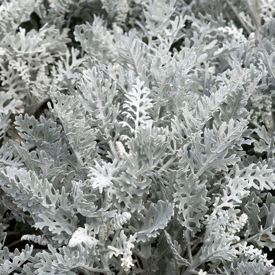 <i>Cineraria</i> 'Silver Dust'