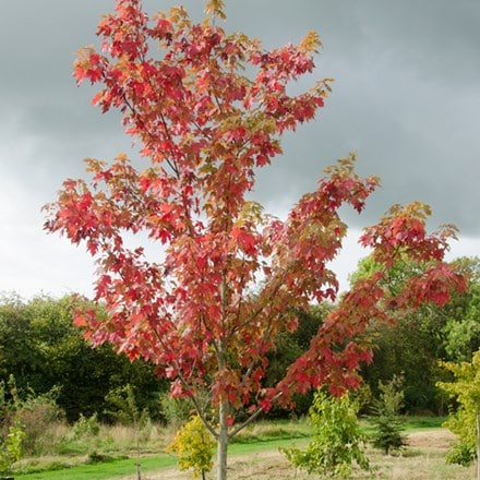Acer × freemanii Autumn Blaze ('Jesffersred')