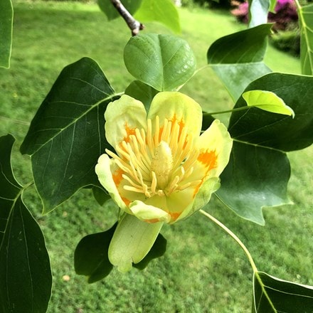 Liriodendron tulipifera Fastigiatum