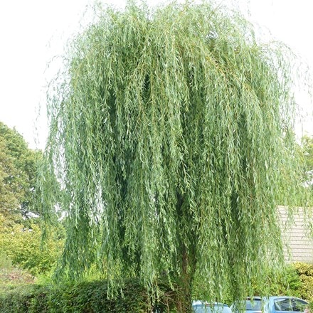 Salix × sepulcralis var. chrysocoma