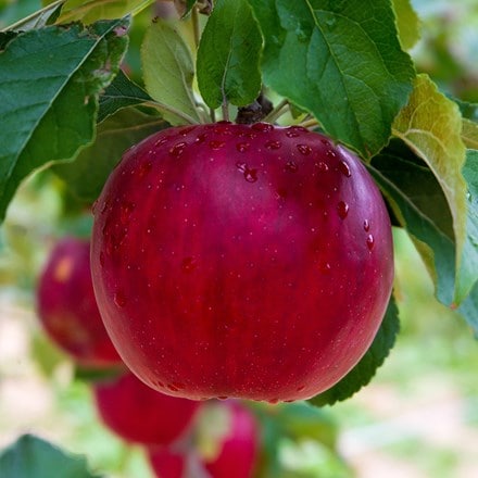apple Idared