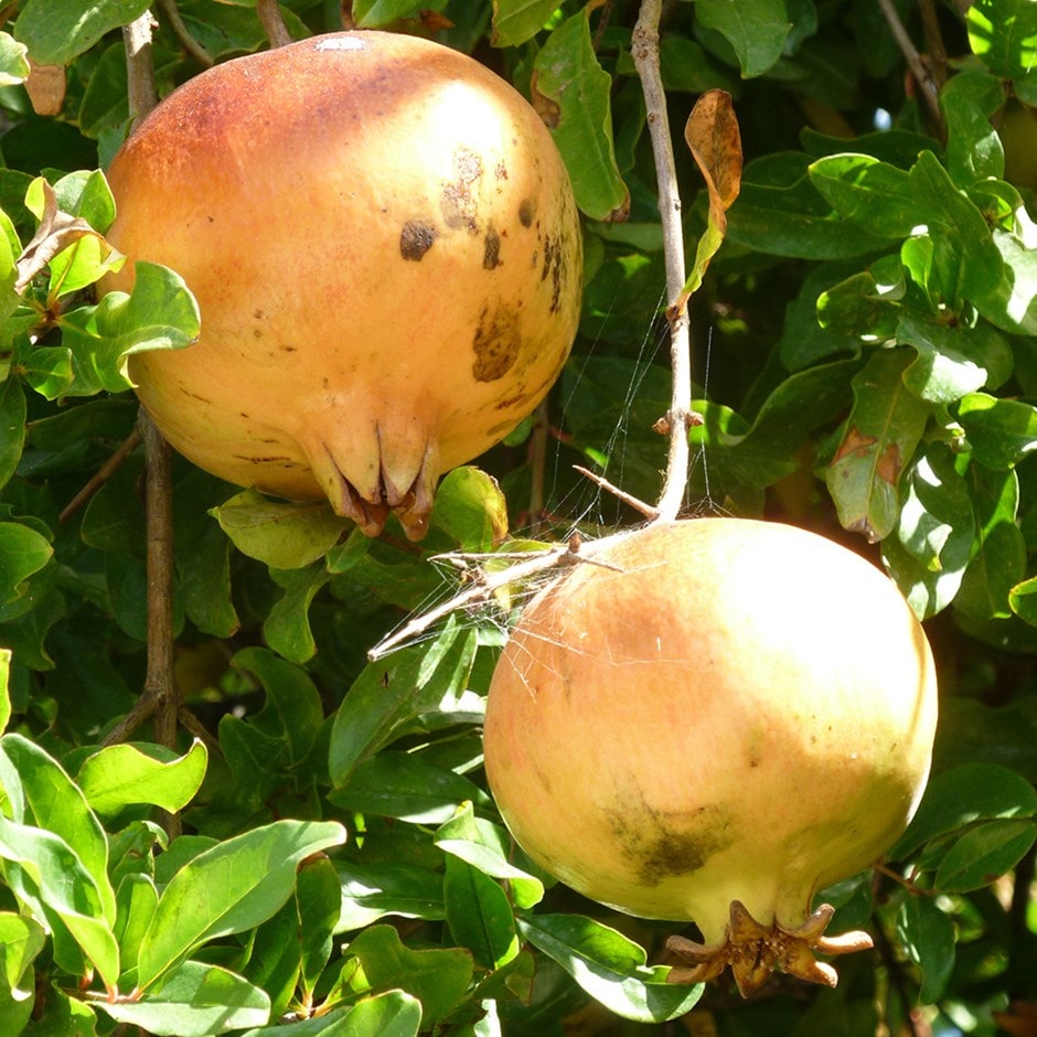 pomegranate 'Provence'