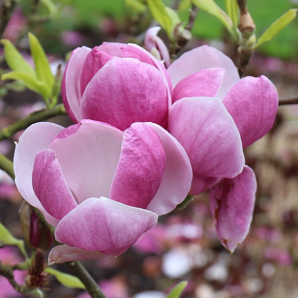 <i>Magnolia</i> × <i>soulangeana</i> 'Rustic Rubra'