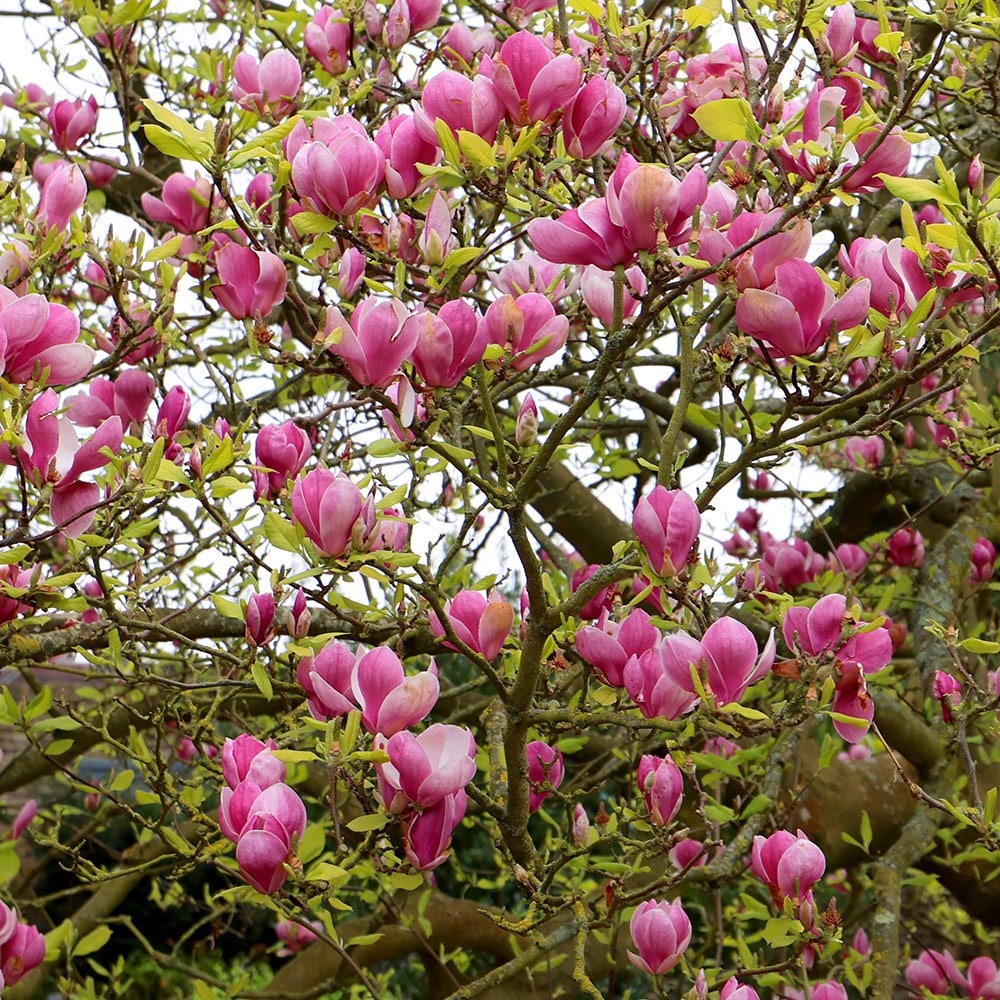 <i>Magnolia</i> × <i>soulangeana</i> 'Rustic Rubra'