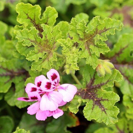 Pelargonium quercifolium