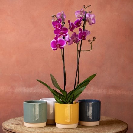 Phalaenopsis purples shades