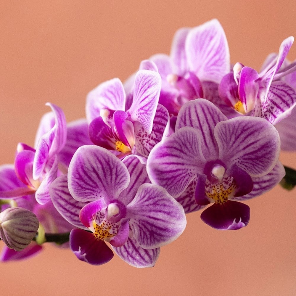 <i>Phalaenopsis</i> 'Pink Veins'