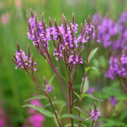 Verbena hastata