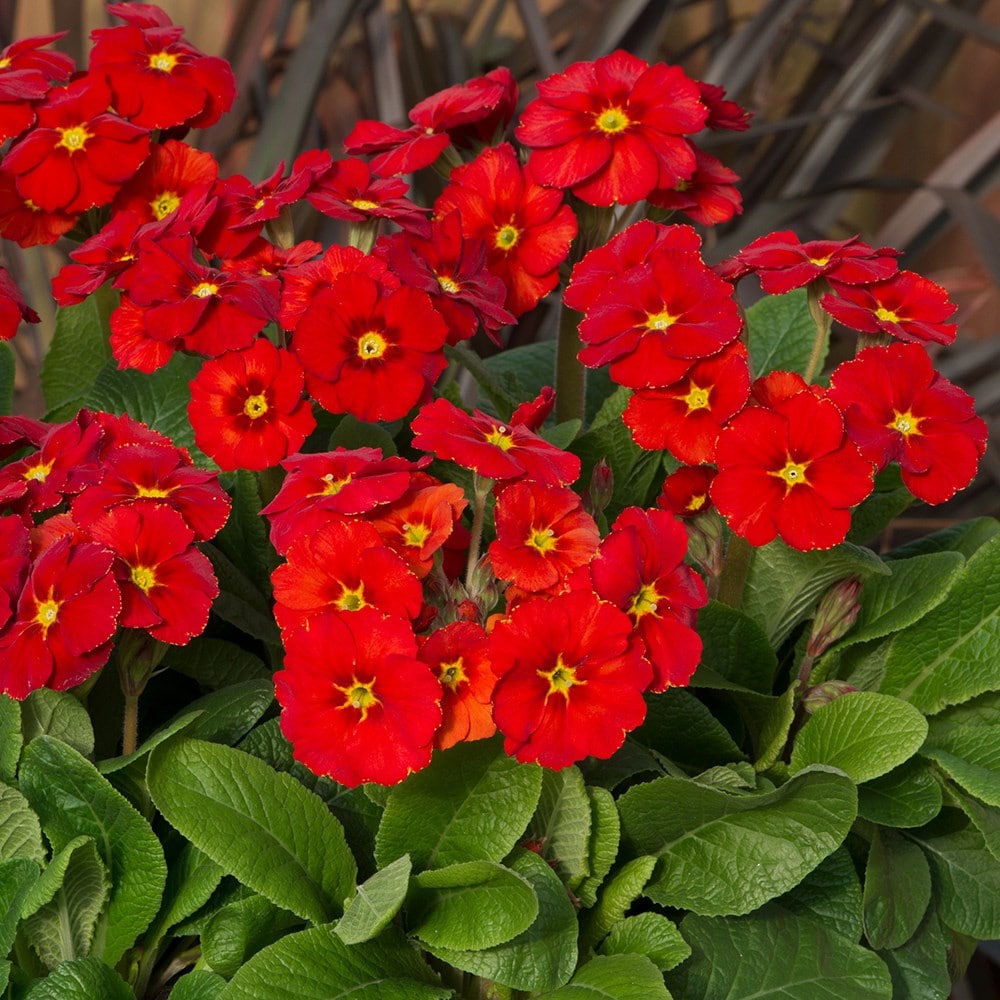<i>Primula</i> <b class=small-caps>Stella Scarlet Pimpernell</b> (Stella Series)