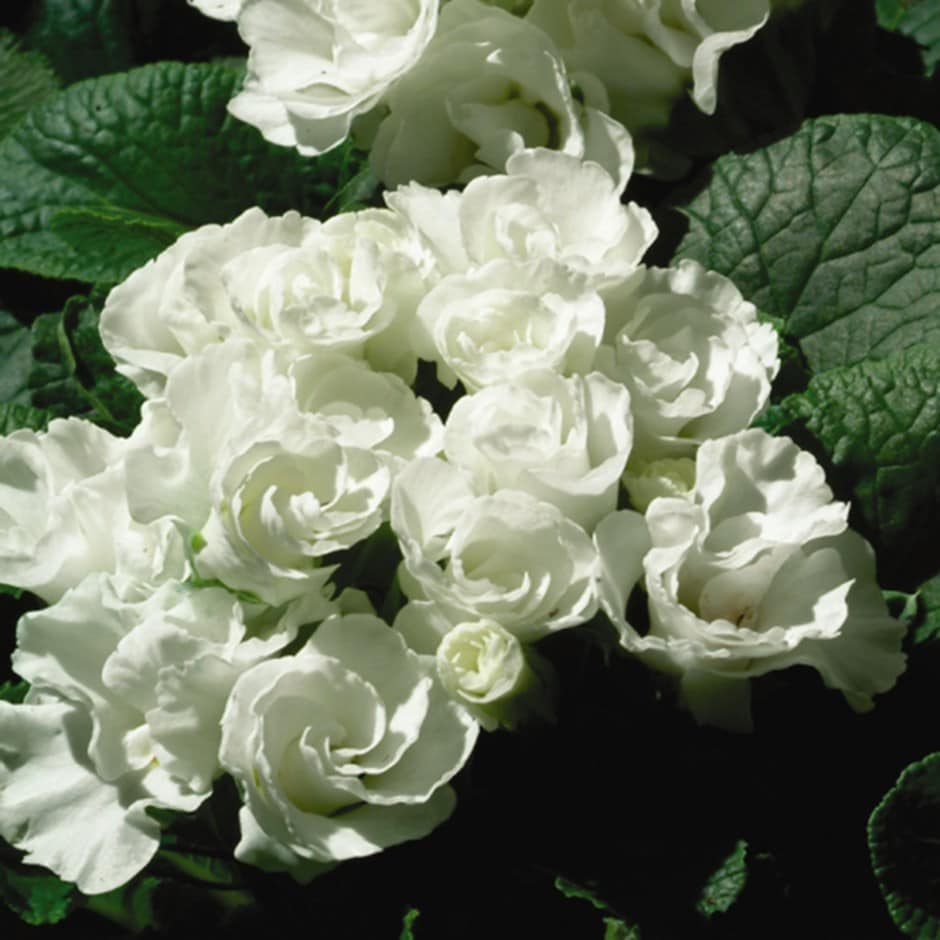 <i>Primula</i> <b class=small-caps>White</b> (Primlet Series)