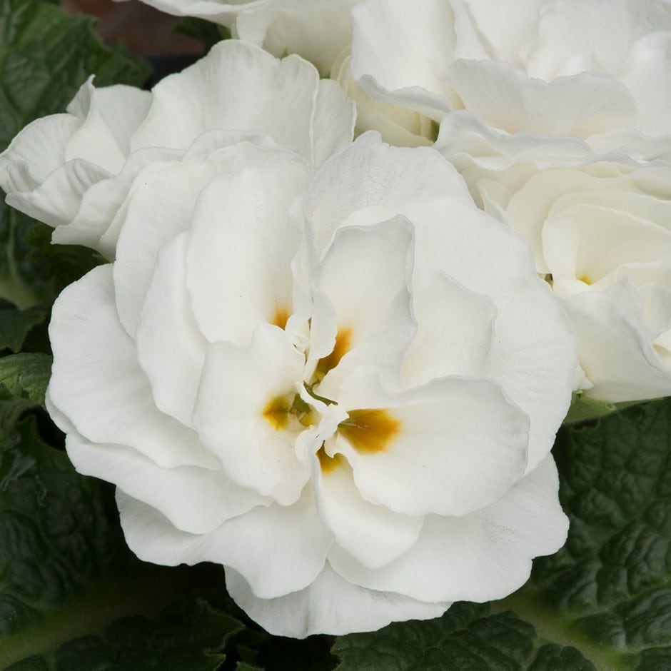 <i>Primula acaulis </i> <b class=small-caps>White</b> (Queen Series)