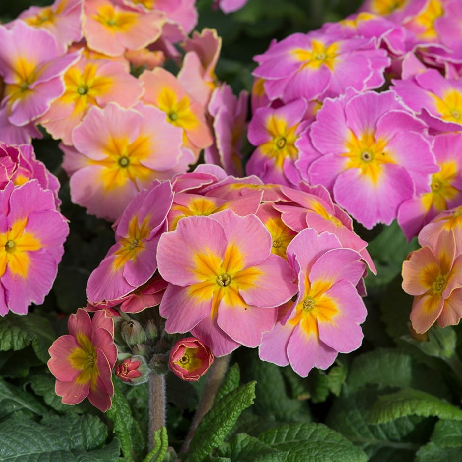 <i>Primula</i> 'Showstopper Bucks Fizz'