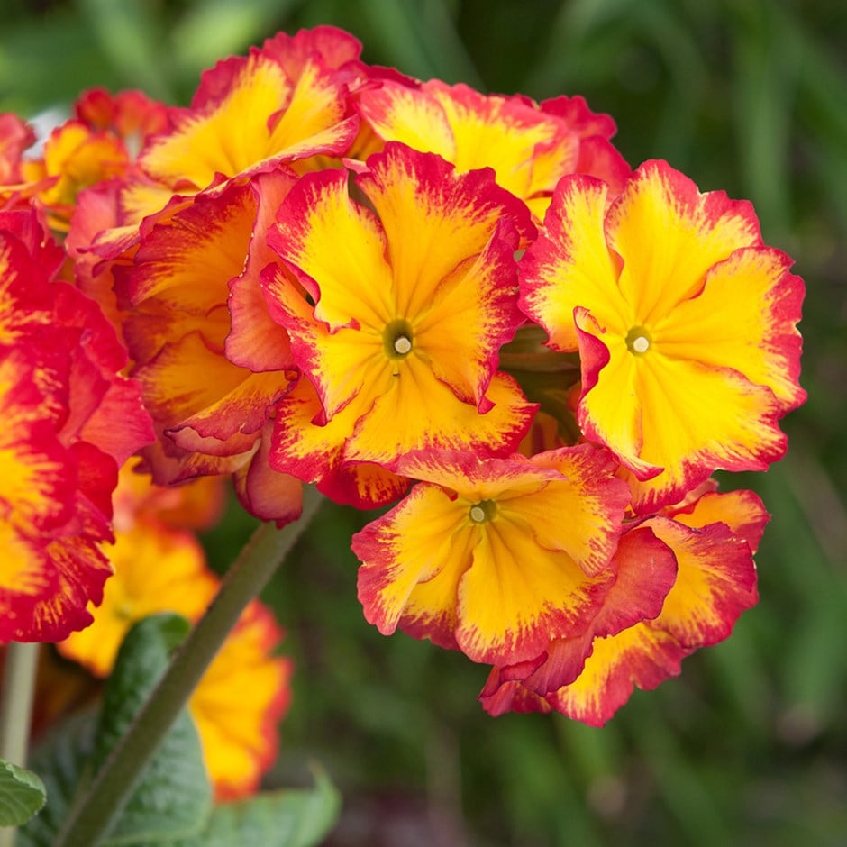 <i>Primula</i> 'Showstopper Fire Dragon'