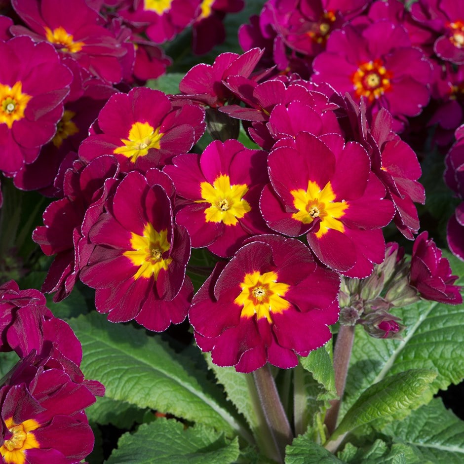 <i>Primula</i> 'Showstopper Purple'