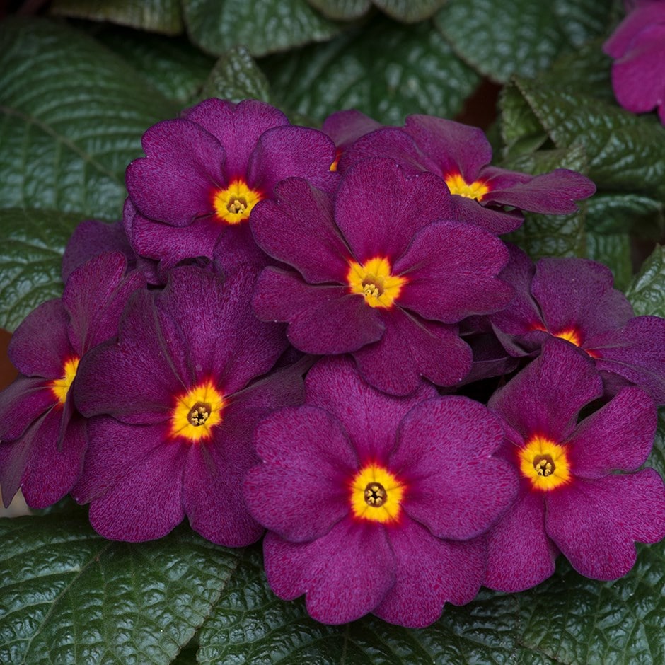 <i>Primula</i> 'Obsidian Purple'