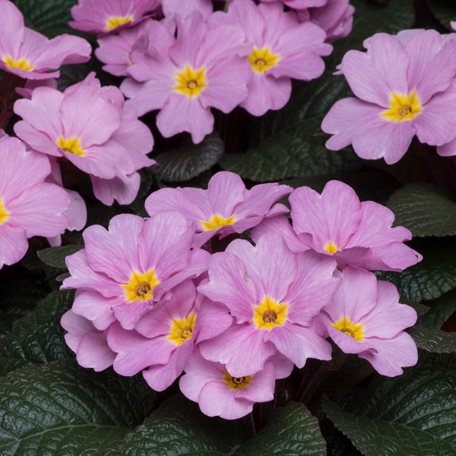 <i>Primula</i> 'Obsidian Antique Rose'