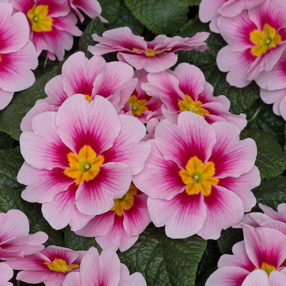 primrose primrose