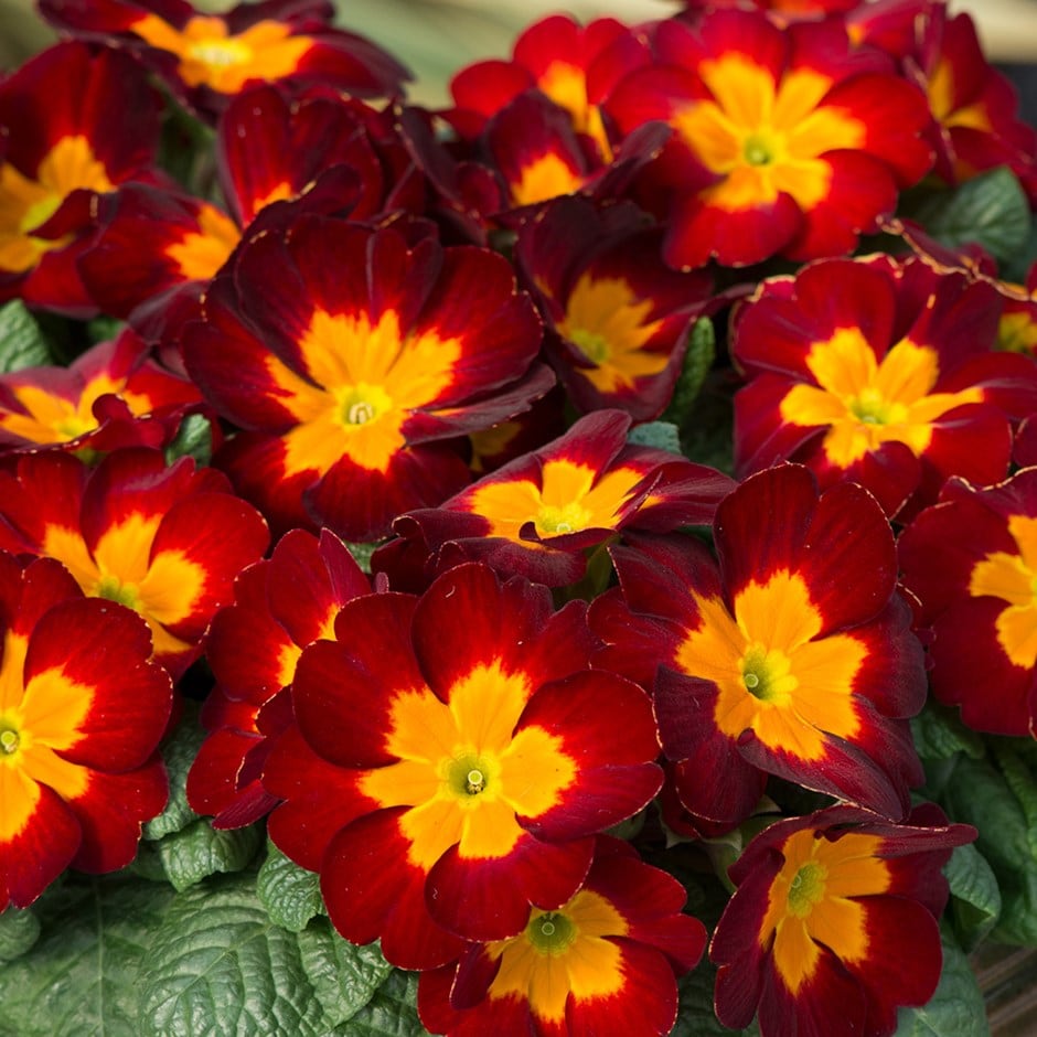 primrose primrose