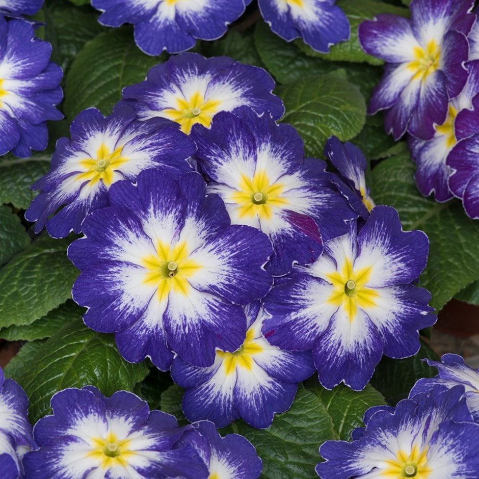 <i>Primula</i> <b class=small-caps>Blue Bicolour</b> (Husky Series)