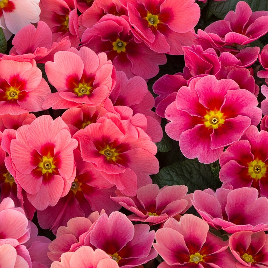 <i>Primula</i> 'Husky Raspberry Punch (Husky Series)'