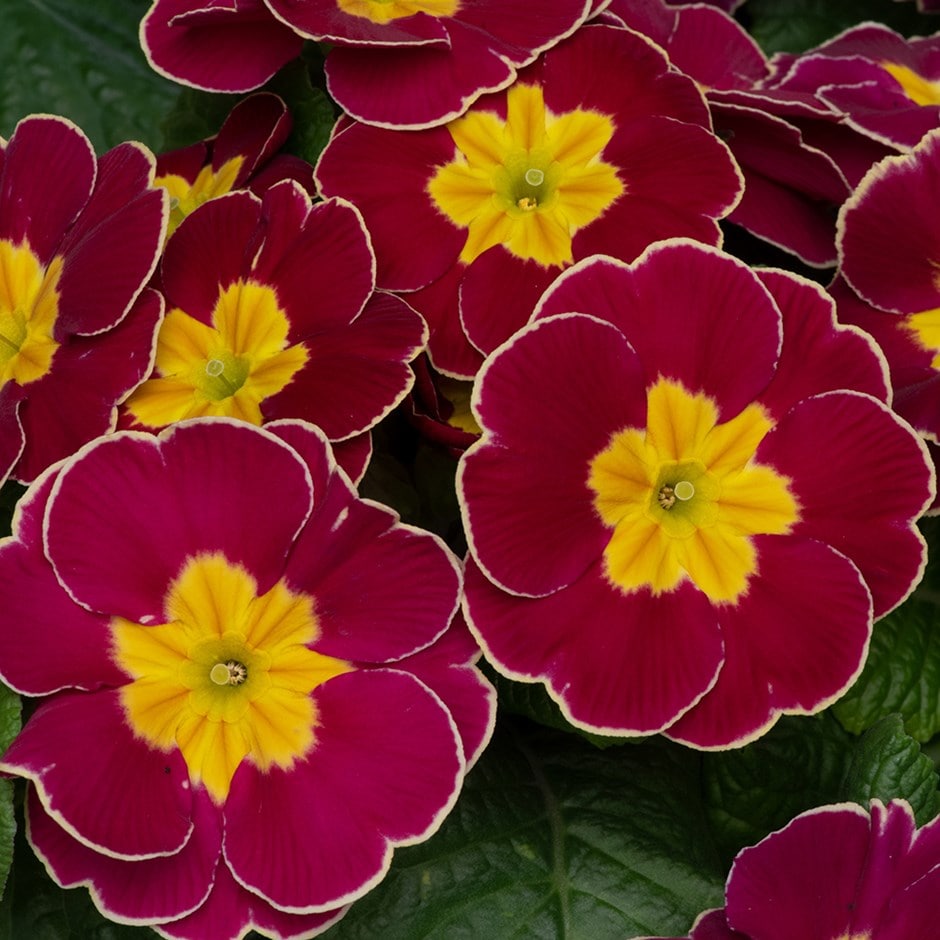 <i>Primula</i> 'Eclipse Burgundy'