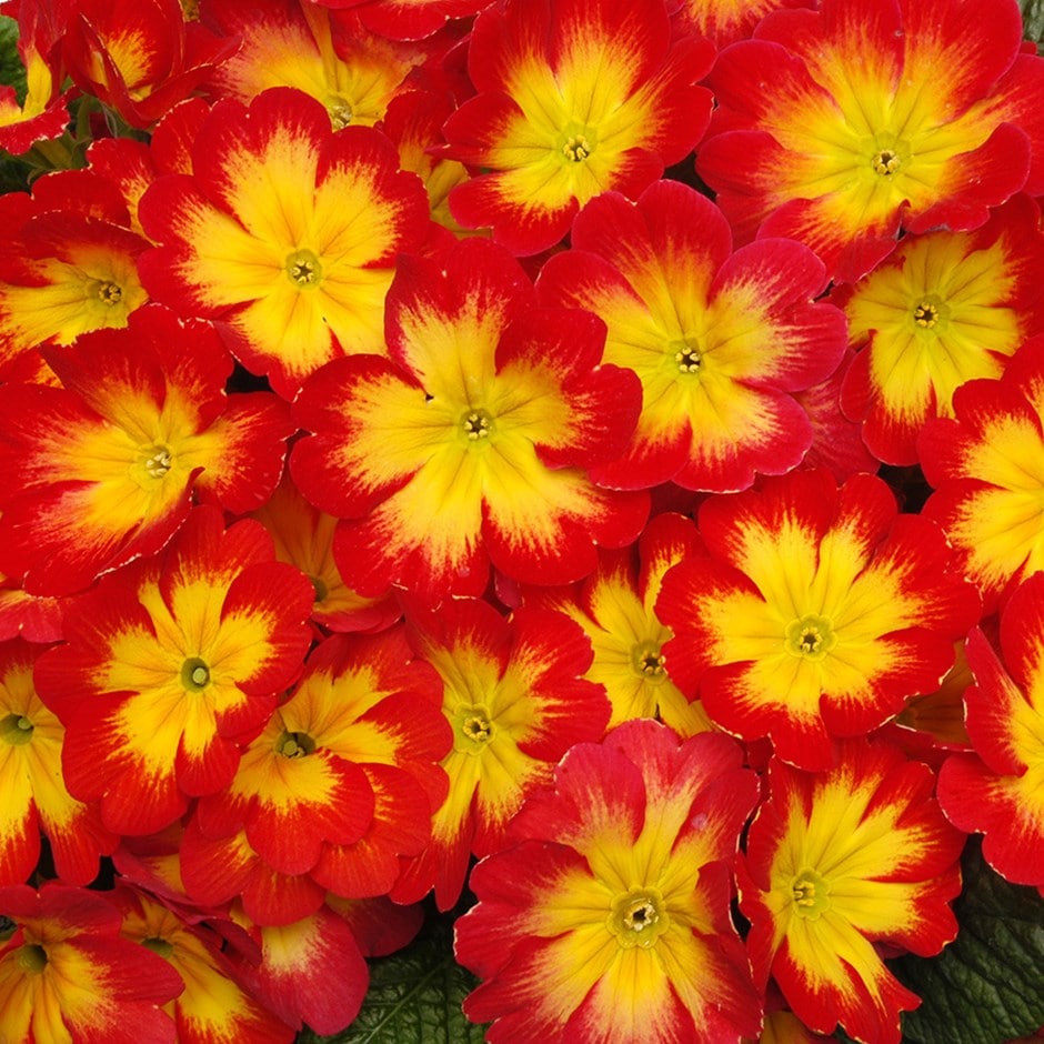 <i>Primula</i> 'Bonneli Flame'