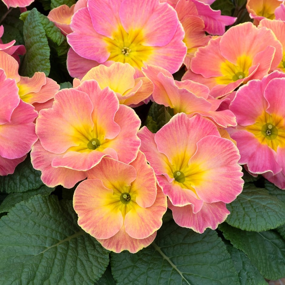 primrose primrose