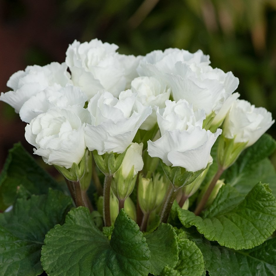 <i>Primula</i> 'Elle'