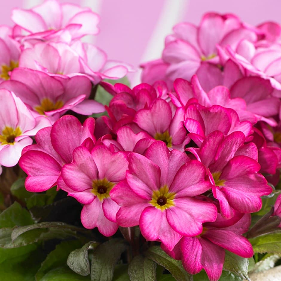 primrose primrose