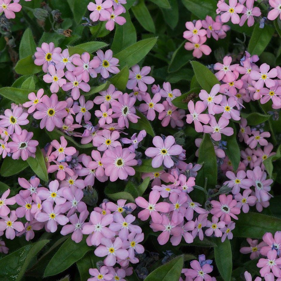 forget-me-not 'Mon Amie Pink'