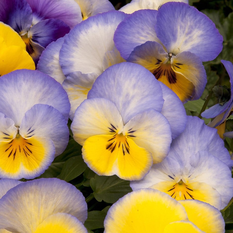 pansy 'Cool Wave Blueberry Swirl'