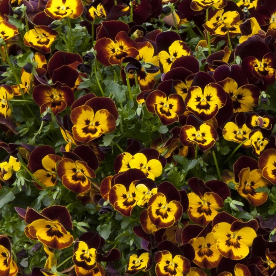 pansy 'Cool Wave Fire'